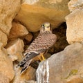 Saker falcon (Falco cherrug) Royalty Free Stock Photo