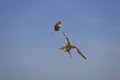 SAKER FALCON falco cherrug, ADULT IN FLIGHT CATCHING LURE Royalty Free Stock Photo