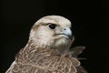 Saker Falcon falco cherrug bird of prey Royalty Free Stock Photo