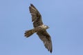 Saker falcon Falco cherrug bird of prey in flight Royalty Free Stock Photo