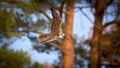 Saker falcon, Falco cherrug, bird of prey in flight Royalty Free Stock Photo