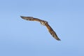 Saker falcon, Falco cherrug, bird of prey fly. Blue sky in cold winter, animal in nature habitat, France. Wildlife scene form nat Royalty Free Stock Photo