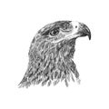 The saker falcon Falco cherrug black and white vector illustration. Hand drawn sketch drawing. Bird for falconry
