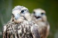Saker Falcon, Falco cherrug, close-up portrait. Birds of prey Royalty Free Stock Photo