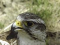 Saker Falcon (Falco cherrug) Royalty Free Stock Photo