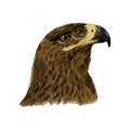 The saker falcon Falco cherrug colorful vector illustration. Eagle hand drawn sketch drawing. Bird for falconry