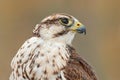 Saker falcon, Falco cherrug, detail portrait of bird of prey. Rare bird with white head. Forest in cold winter, animal in nature Royalty Free Stock Photo