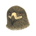 The saker falcon Falco cherrug, eagle colorful vector illustration. Hand drawn sketch drawing. Bird for falconry