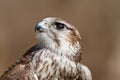 Saker falcon Falco cherrug flapping its wings Royalty Free Stock Photo