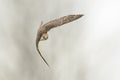 Saker falcon, Falco cherrug, in flight hunting and diving Royalty Free Stock Photo