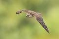 Saker falcon, Falco cherrug, in flight hunting and diving Royalty Free Stock Photo