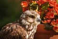 Saker falcon Falco cherrug Royalty Free Stock Photo