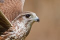 Saker falcon Falco cherrug Royalty Free Stock Photo