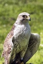 The saker falcon Falco cherrug Royalty Free Stock Photo
