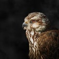 Saker falcon Falco cherrug Royalty Free Stock Photo