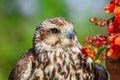 Saker falcon Falco cherrug Royalty Free Stock Photo