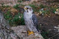 Saker Falcon, Falco cherrug, sitting on the stone, close up Royalty Free Stock Photo