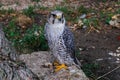 Saker Falcon, Falco cherrug, sitting on the stone, close up Royalty Free Stock Photo