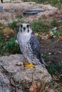 Saker Falcon, Falco cherrug, sitting on the stone, close up Royalty Free Stock Photo