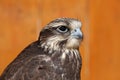 Saker falcon (Falco cherrug). Royalty Free Stock Photo