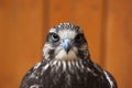 Saker falcon (Falco cherrug). Royalty Free Stock Photo