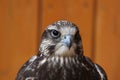 Saker falcon (Falco cherrug). Royalty Free Stock Photo