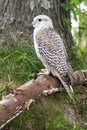 Saker Falcon