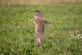 Saker falcon in flight