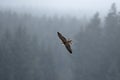 Saker falcon in flight, Falco cherrug, bird of prey. Rare bird with white head. Forest in cold winter, animal in nature habitat, Royalty Free Stock Photo