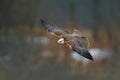 Saker falcon fly, Falco cherrug, bird of prey flight. Forest in cold winter, animal in nature habitat, Greece. Wildlife scene form Royalty Free Stock Photo