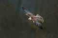 Saker falcon fly, Falco cherrug, bird of prey flight. Rare bird with white head. Forest in cold winter, animal in nature habitat, Royalty Free Stock Photo