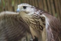Saker Falcon going into flight mode Royalty Free Stock Photo