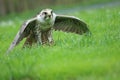 Saker falcon with extended wings Royalty Free Stock Photo