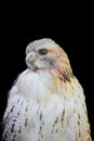 Saker falcon isolated on black background Royalty Free Stock Photo
