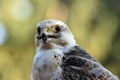 Saker falcon