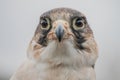 Saker falcon Royalty Free Stock Photo