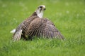 Saker falcon Royalty Free Stock Photo