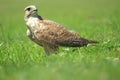 Saker falcon Royalty Free Stock Photo