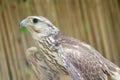 Saker Falcon in take off pose Royalty Free Stock Photo