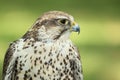 Saker falcon Royalty Free Stock Photo