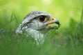Saker falcon Royalty Free Stock Photo