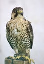 Saker Peregrine cross Falcon