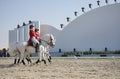 Sakhir, Bahrain Nov 26: Lipizzaner Stallions sho Royalty Free Stock Photo