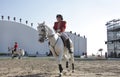 Sakhir, Bahrain Nov 26: Lipizzaner Stallions show Royalty Free Stock Photo