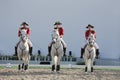 Sakhir, Bahrain Nov 26: Lipizzaner Stallions show Royalty Free Stock Photo