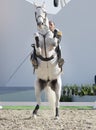 Sakhir, Bahrain Nov 26: Lipizzaner Stallions show Royalty Free Stock Photo