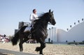 Sakhir, Bahrain Nov 26: Lipizzaner Stallions show Royalty Free Stock Photo