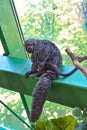 A saki monk monkey looks at the photographer as the baby plays on its mother\'s tail.