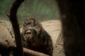 Saki Monkey Royalty Free Stock Photo