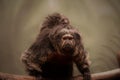 Saki Monkey Royalty Free Stock Photo
